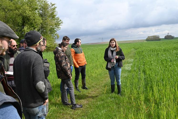 Margaux Lolivrel, conseillère grandes cultures à la chambre d’Agriculture, a présenté les essais Cive.