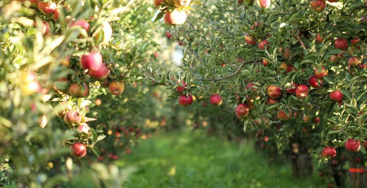 Les exploitants ont jusqu'au 31 juillet pour demander l'aide pour toutes les espèces, sauf abricots, cerises, pêches-nectarines et prunes pour lesquels la date butoir est fixée au 15 septembre.