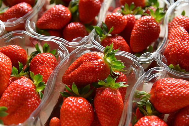 Fraises en barquettes.