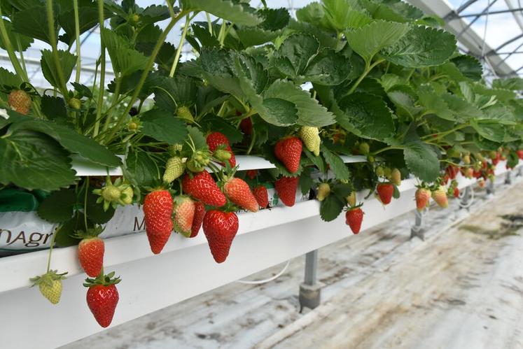 Chaque plant produit environ un kilo de fraise par saison.