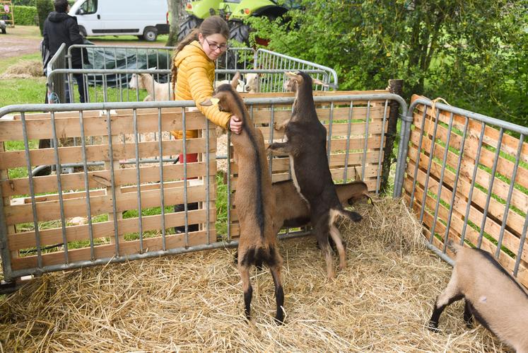 Pas de fête agricole réussie sans animaux, comme les chèvres d'Olivia Derbecq (Capri Perche).