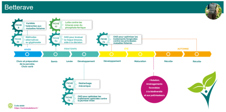Grâce au Contrat de solutions, plus de cent solutions pour réduire l’utilisation et l’impact des produits phytosanitaires sont déjà disponibles. Ici, la lutte contre les pucerons, vecteurs de jaunisses virales sur betterave.