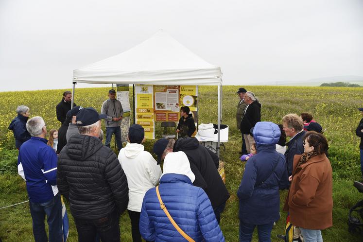 Dégustation de moutarde sur cette étape dans un décor naturel jaune.