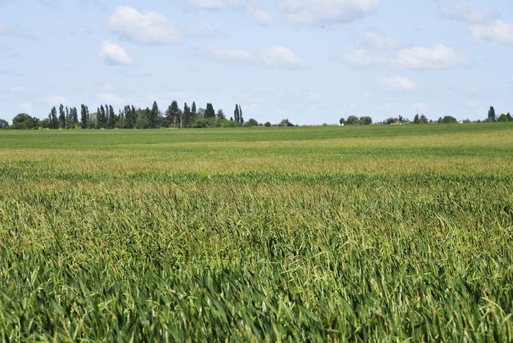 Les conditions météo de ces dernières semaines ont provoqué un salissement globale de la plaine. Ray-grass et vulpins sont difficilement maitrisables dans certains secteurs.