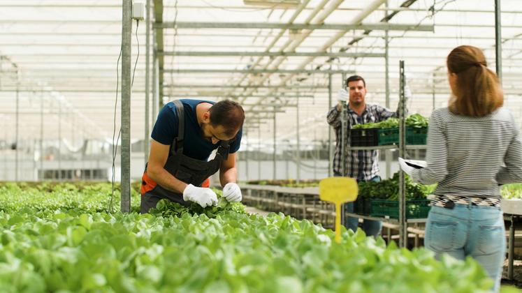 Tout employeur d’au moins vingt salariés a l’obligation d’employer 6 % de salariés bénéficiant de la reconnaissance de travailleur handicapé.