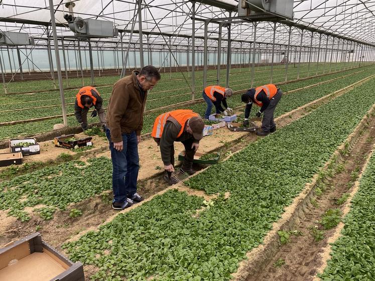 Le glanage solidaire est une opération organisée par Solaal Centre-Val de Loire. Ici, sur une parcelle de mâche chez Delahaye maraîcher avec la Banque alimentaire en 2022.