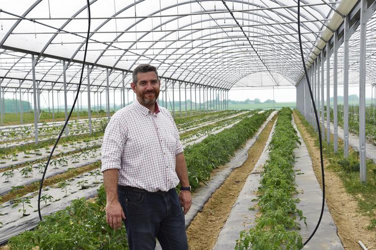 Lundi 22 mai, à Vulaines-lès-Provins. Les premiers pieds de tomate ont pris place dans la serre depuis trois semaines.