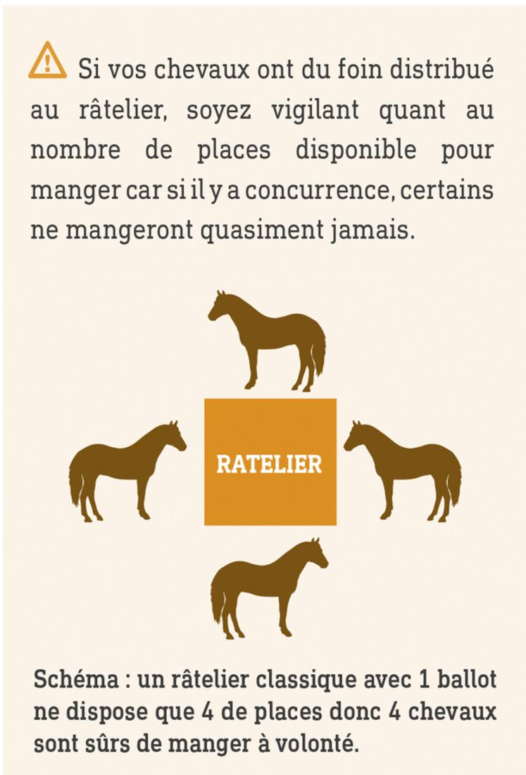 Un râtelier classique avec un ballot ne dispose que de quatre places, donc quatre chevaux sont sûrs de manger à volonté.