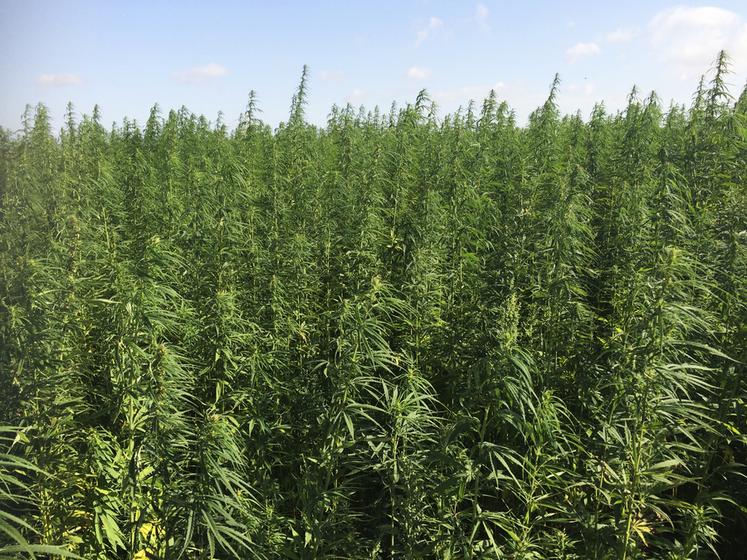 Intéressés par la culture du chanvre ou déjà producteur, la journée organisée par Planète chanvre est pour vous.