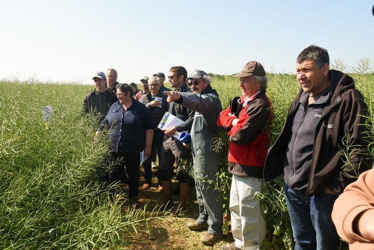 Vendredi 26 mai, à Châtaincourt. Actualité de la culture, revue des variétés, la visite des essais colza de la Chambre est toujours très dense.