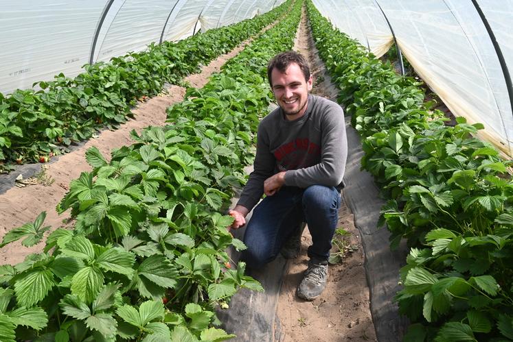 À Saint-Claude-de-Diray, Maxime Cadoux, vigneron et fraisiculteur, fait le point sur la saison actuelle de la récolte des fraises en plein sol.
