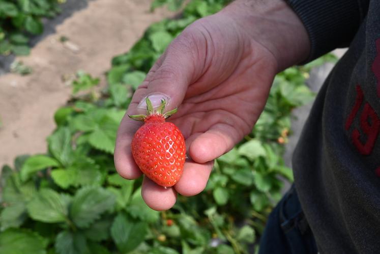 L’exploitation se compose de deux hectares et demi de fraises, en majorité des gariguettes.