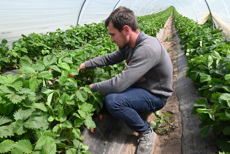 À Saint-Claude-de-Diray, Maxime Cadoux fait le point sur sa saison des fraises en plein sol.
