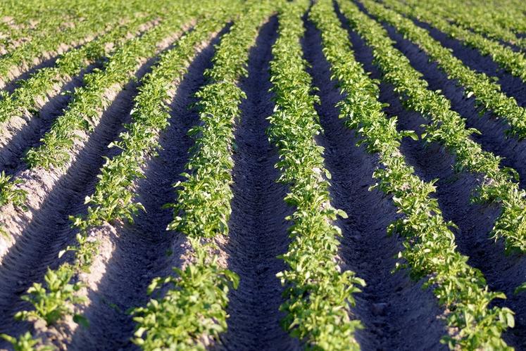 Les producteurs de pommes de terre sont invités à déclarer leurs surfaces avant le 30 juin.