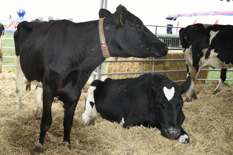 Le réseau national Jeunes agriculteurs se mobilise auprès des éleveurs pour condamner les finalités du rapport produit par la Cour des comptes.
