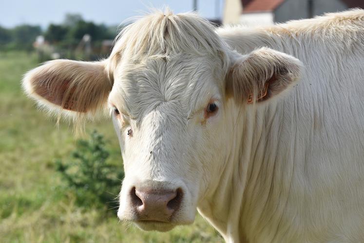 La Cour des comptes a livré un rapport favorable à une réduction du cheptel français, ce qui fait bondir la profession.