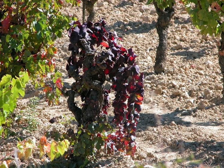 La flavescence dorée se manifeste par des symptômes de jaunisse, de couleur jaune sur les feuilles des cépages blancs, et de couleur rouge sur les feuilles des cépages rouges.