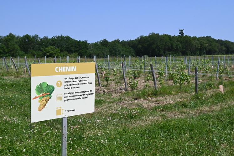 Le domaine des Pierrettes a installé des panneaux explicatifs sur chaque parcelle de vigne afin d'expliquer aux touristes le cépage planté. 
