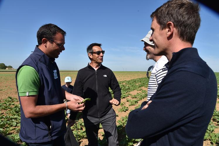 Les agriculteurs ont profité de la présence de l'ITB pour faire le point sur la présence des pucerons dans les betteraves.