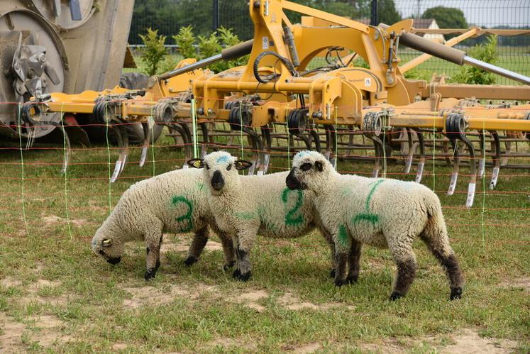 Un jeu était organisé : il fallait deviner le poids total de ces trois moutons. Ils pesaient 106 kg !