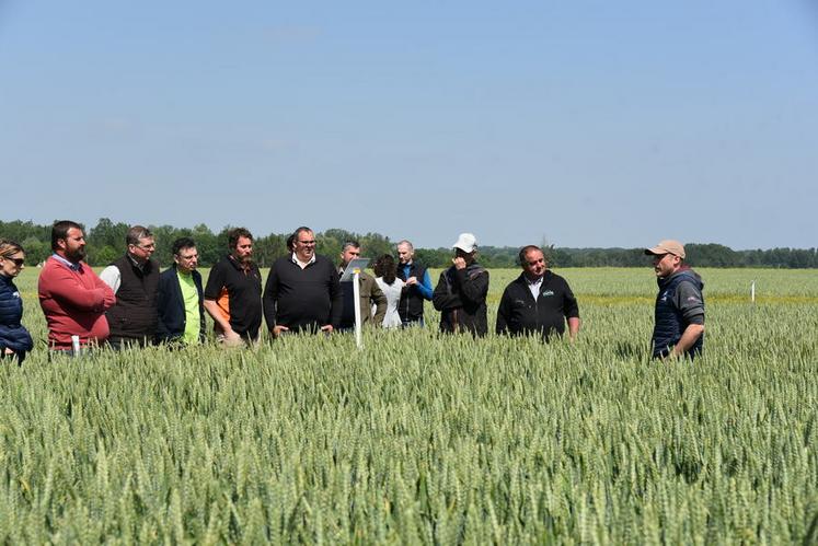 Sébastien Quentin, conseiller productions végétales à la chambre d'Agriculture, a accompagné les élus départementaux sur les différents essais de la plateforme. 