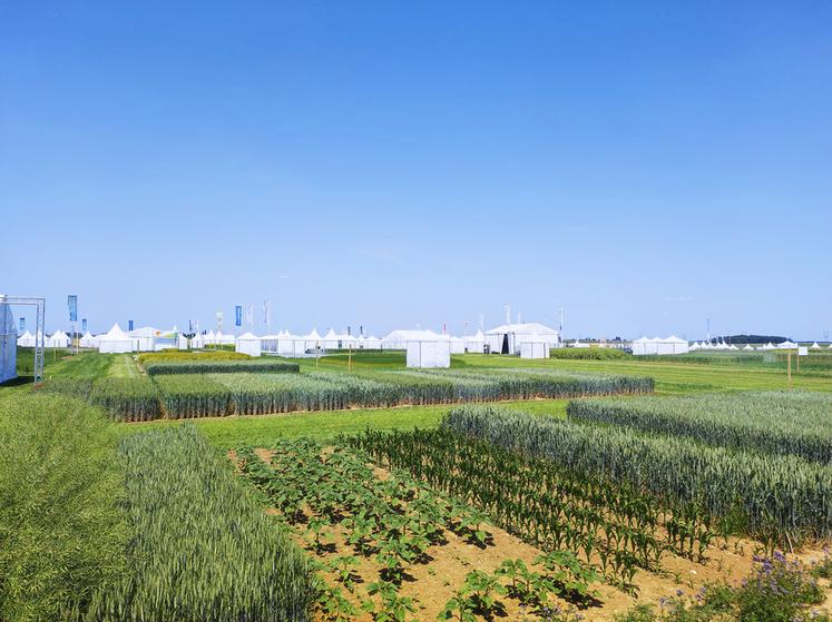 Les 14 et 15 juin lors des Culturales, les visiteurs pourront découvrir les innovations d'Arvalis à travers des vitrines de cultures, des démonstrations et un espace technique.