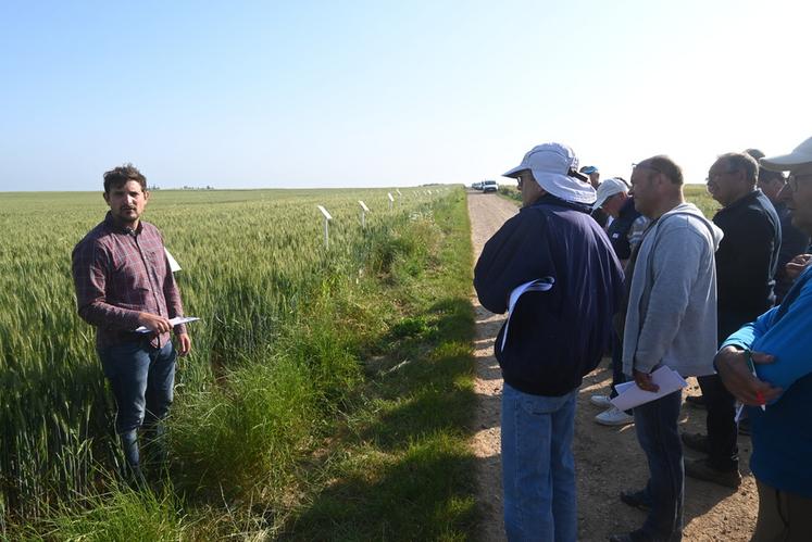 Alban Hamelin, conseiller grandes cultures à la chambre d'Agriculture, a présenté l'essai désherbage du blé tendre aux agriculteurs participant à la visite des essais du secteur Beauce, mardi 6 juin. 