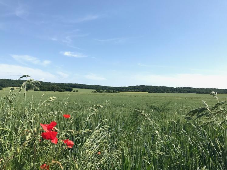 Le foncier et la valeur des parts sociales sont souvent au cœur des mésententes. 