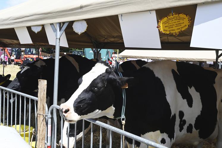 Les vaches de race prim'holstein, limousine, blonde d'Aquitaine et bien d'autres étaient représentées lors du concours. 