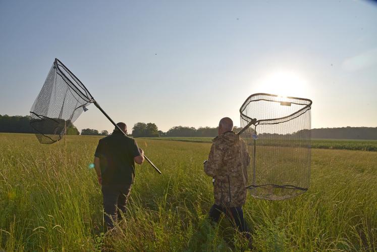 Les techniciens se lancent à la recherche des animaux avec de grandes épuisettes.