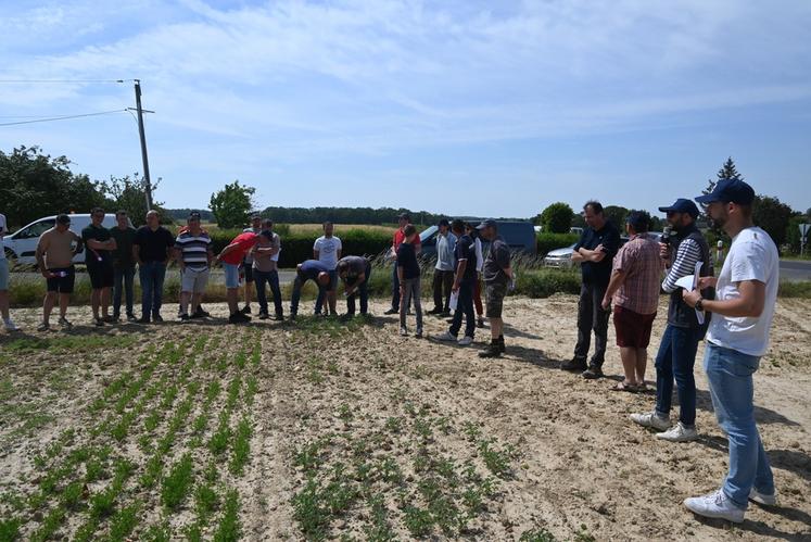 Jeudi 8 juin, une vitrine de nouvelles cultures a été présentée lors de la visite des essais organisée par la chambre d'Agriculture de Loir-et-Cher dans le secteur du Perche.