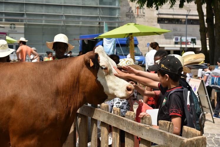 Les animaux de la ferme vivante et itinérante des Gens de la Terre ont eu beaucoup de succès. Une trentaine d'animaux étaient présents tout au long du week-end.