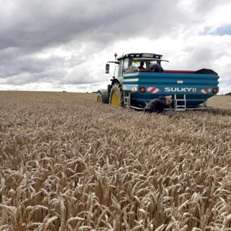 Les semis d'interculture peuvent s'avérer avantageux pour les agriculteurs s'ils sont bien réalisés. 