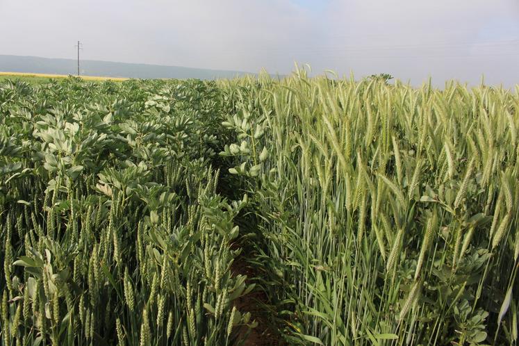Les associations blé-féverole sont particulièrement réussies cette année.