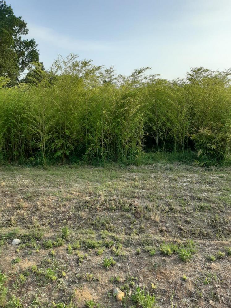 Le bambou, en pleine croissance, peut atteindre jusqu'à 2,5 m de haut.