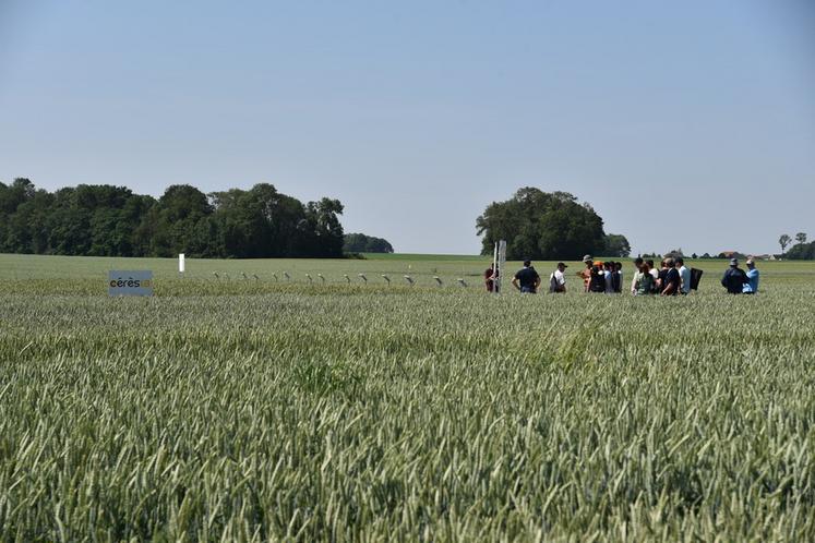 Chartronges, mardi 13 juin. L'ensemble des essais présentés concernait le blé.