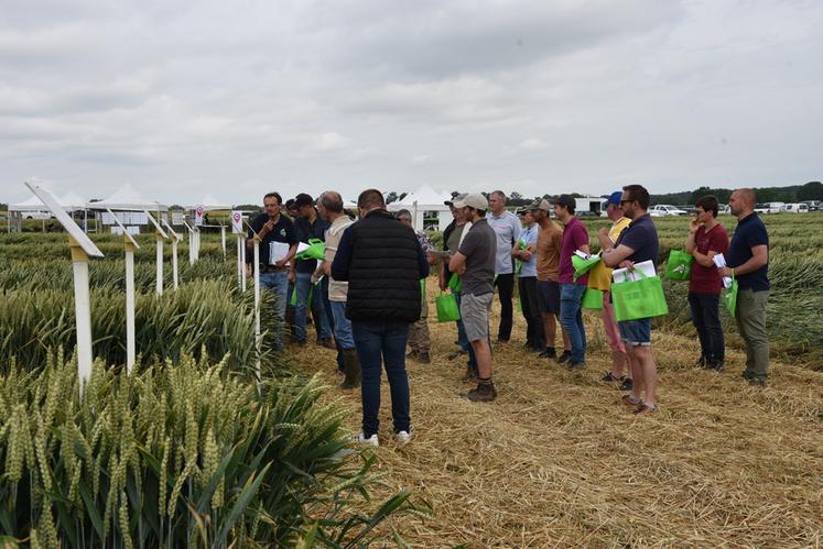 Les visiteurs de la plateforme ont pu découvrir les résultats des essais variétés blés menés par la chambre d'Agriculture.
