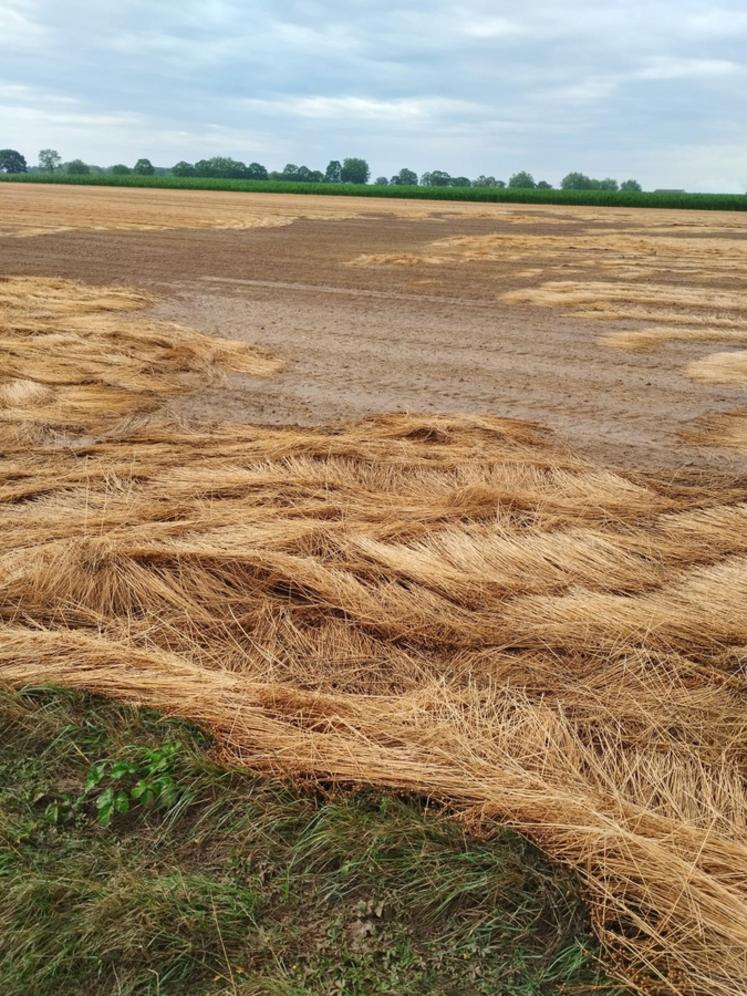 Les dégâts sur le lin sont flagrants. Ici, un hectare a été entièrement déplacé.