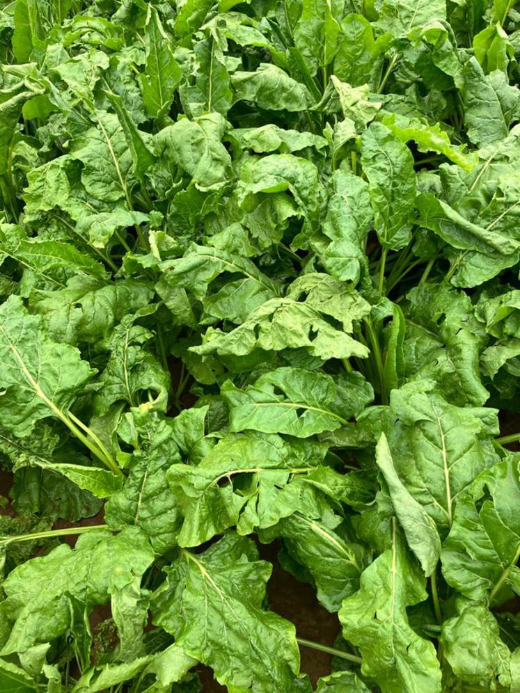 Les feuillages des betteraves ont été troués par les grêlons.