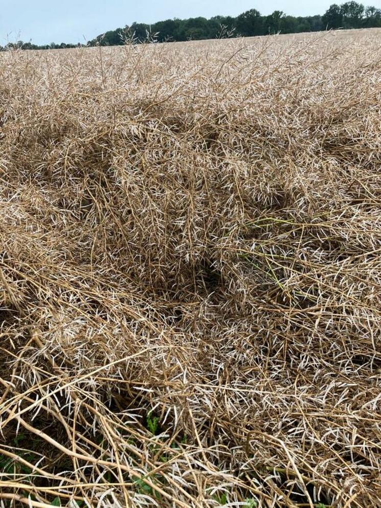 Les colzas sont majoritairement touchés avec un fort pourcentage à terre.