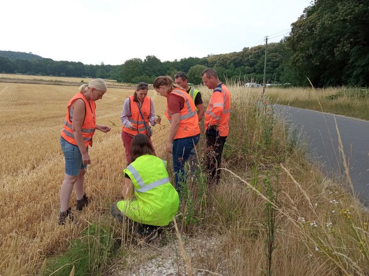  Le 21 juin à Maisse, douze volontaires ont arraché près de 12 500 pieds d'ambroisie à feuilles d'armoise.