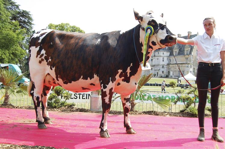 Le 17 juin, à Courtalain. Pinkie, une normande de l'EARL Guéret (La Bazoche-Gouet), a remporté le titre de championne suprême au comice.