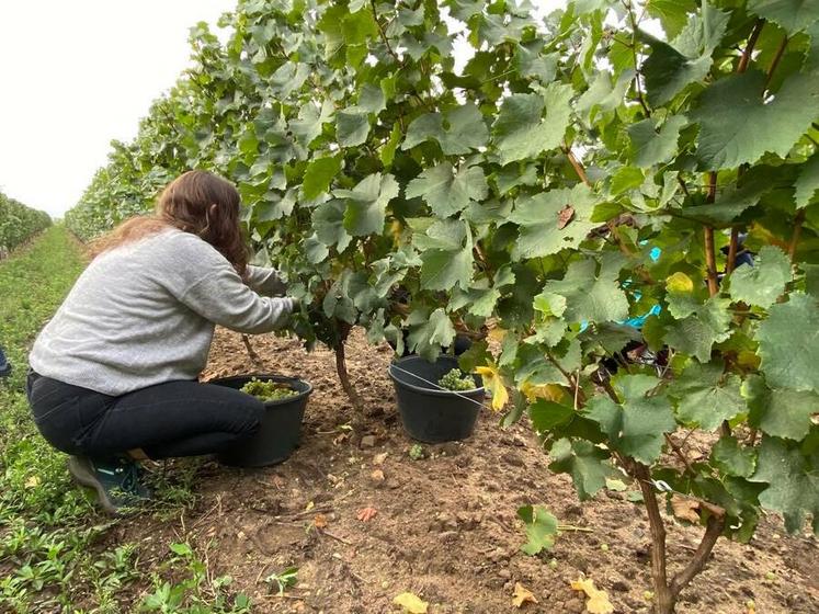 Grâce à cette dérogation, les vendangeurs pourront travailler au-delà de 48 heures hebdomadaires.