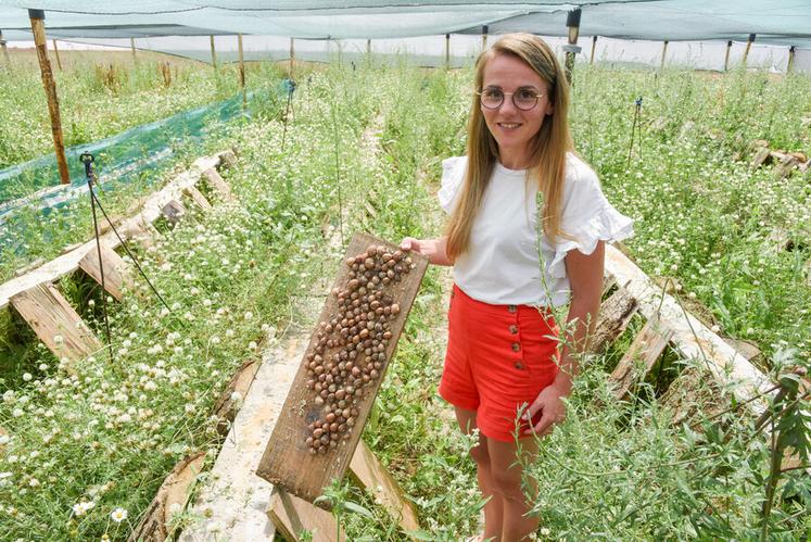 Le 18 juillet, à Ouerray. Marion Gauthier s'est lancée dans l'élevage d'escargots qu'elle va transformer pour les fêtes.