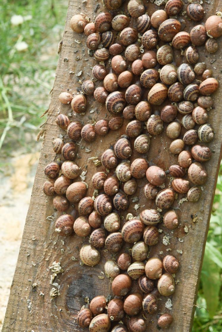 Durant la journée, les escargots se regroupent sous les planches du parc.