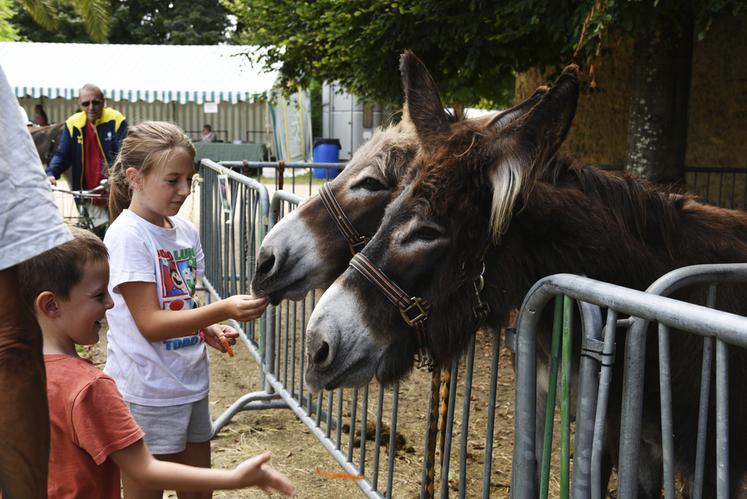 Habituellement prévue uniquement le dimanche, la fête de l'âne a démarré exceptionnellement le samedi à 14 h 30, pour le plus grand bonheur des enfants.