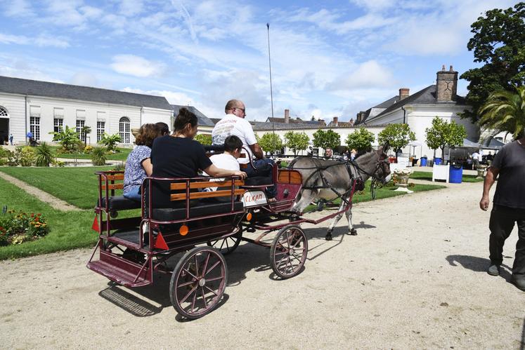 Les amis de l'âne dévoilent leur calendrier - Châteauneuf-sur-Loire (45110)