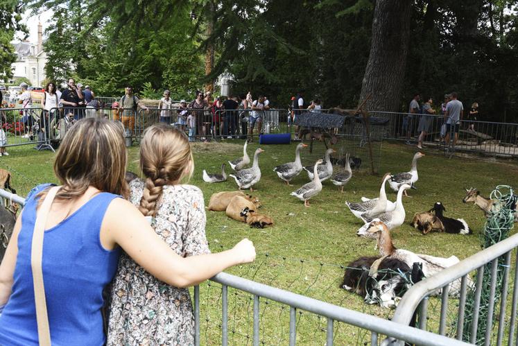 Au-delà des ânes, les visiteurs ont pu aller à la rencontre des plusieurs animaux de la ferme comme des oies, des chevaux, des chèvres, des poules, etc.