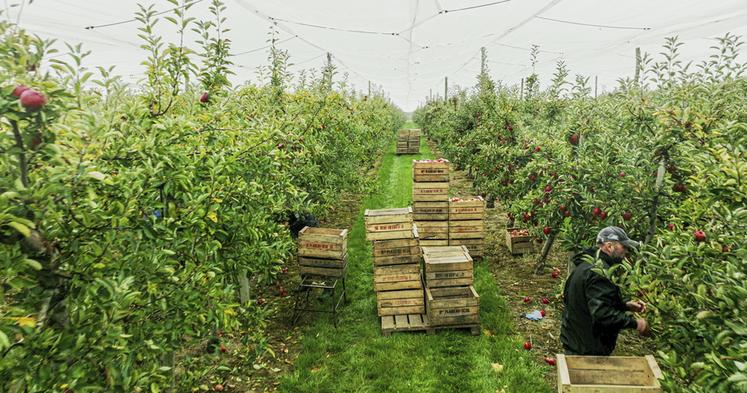 Le Val-d’Oise est le premier département arboricole d’Île-de-France avec une superficie d’environ 400 hectares sur les 823 que compte la région.