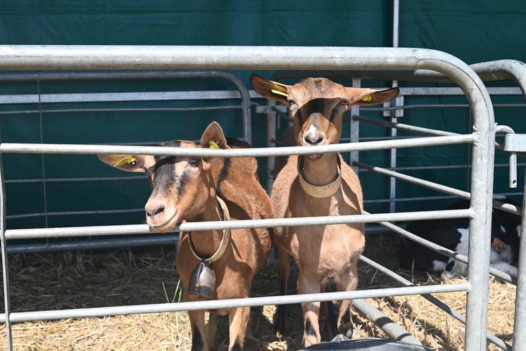 Les animaux étaient aussi de la fête avec une mini-ferme présente tout le week-end.